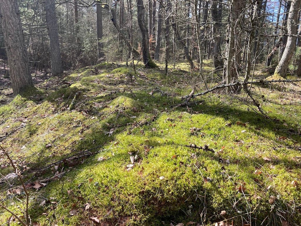 Højen Klitplantage