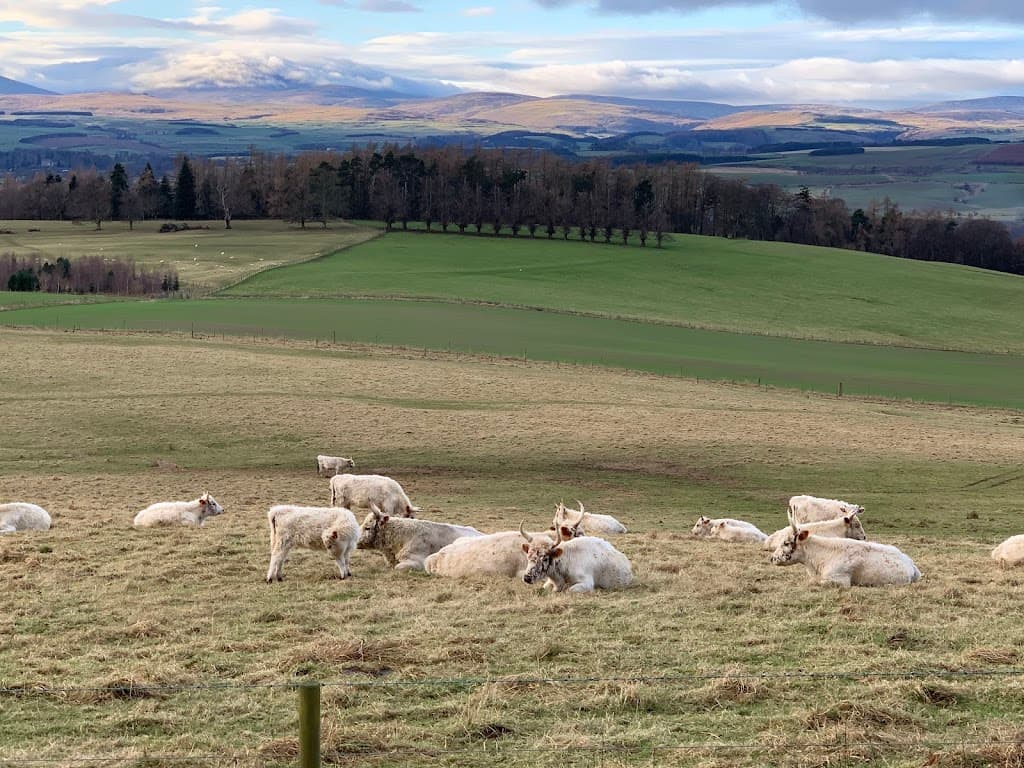 Chillingham Wild Cattle Association