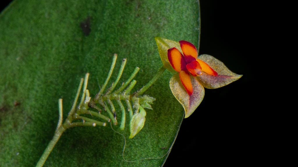 Monteverde Orchideengarten