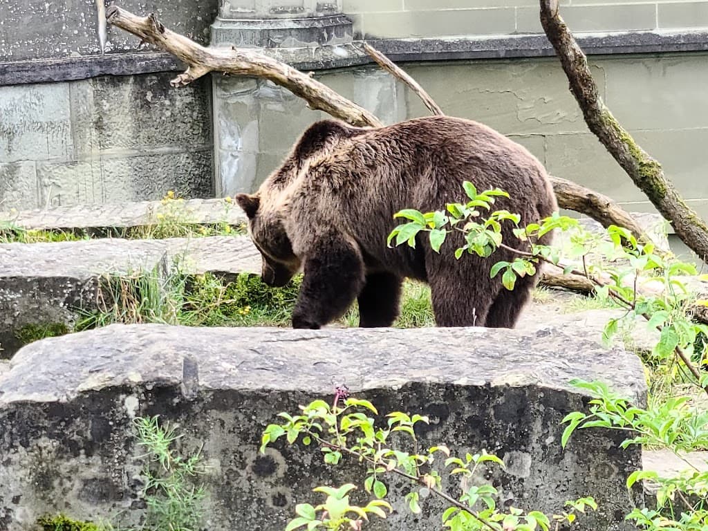 Bärenpark