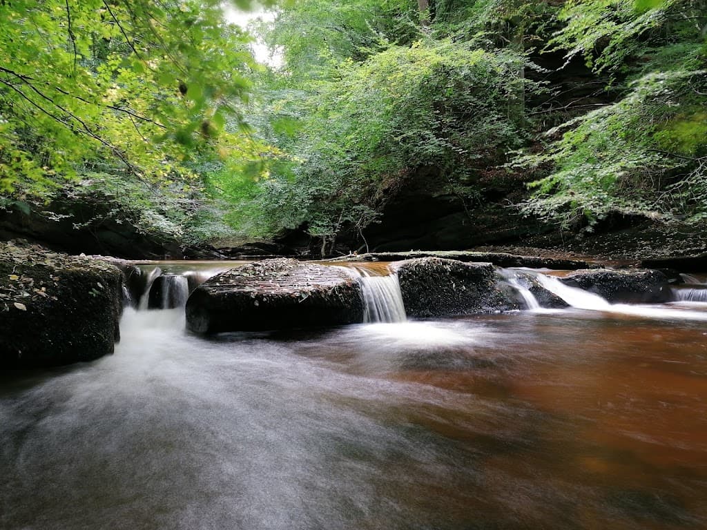 Gelt Woods