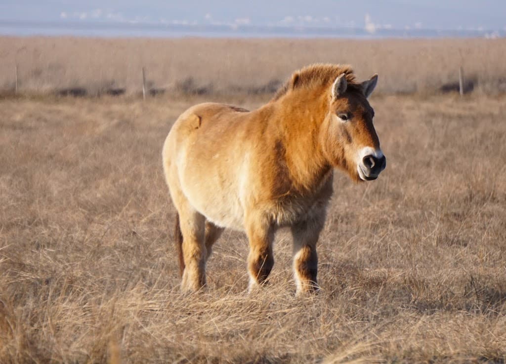 Przewalski-Pferde Gebiet