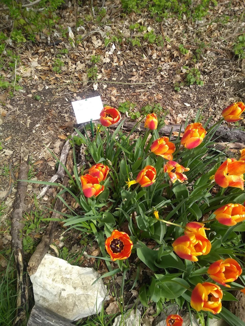Tulpenrundweg Gönningen