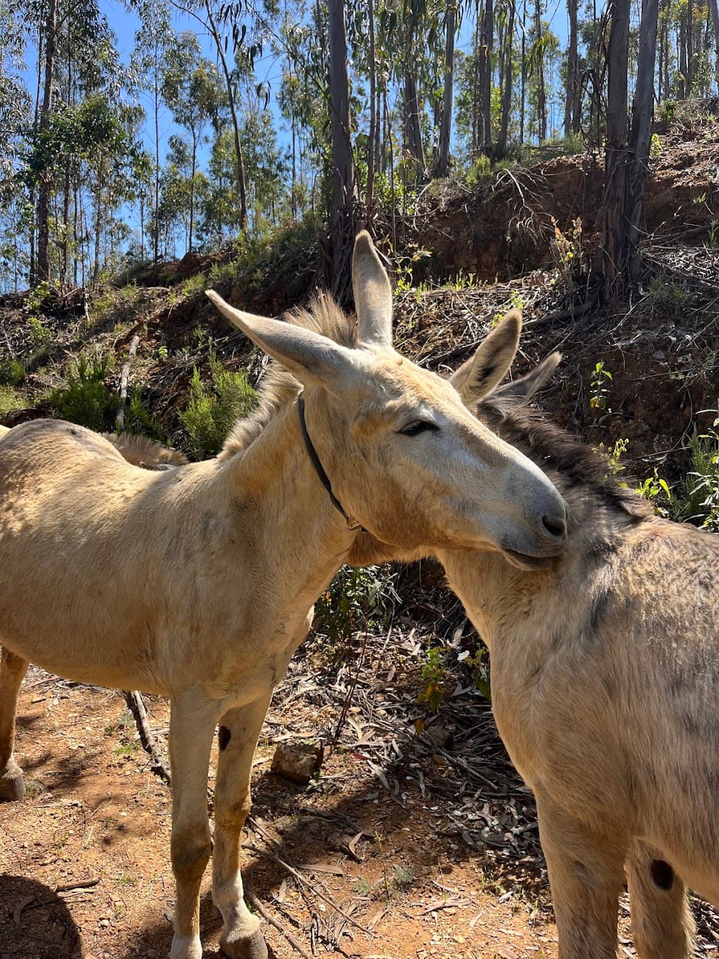 Eselfarm Burros & Artes