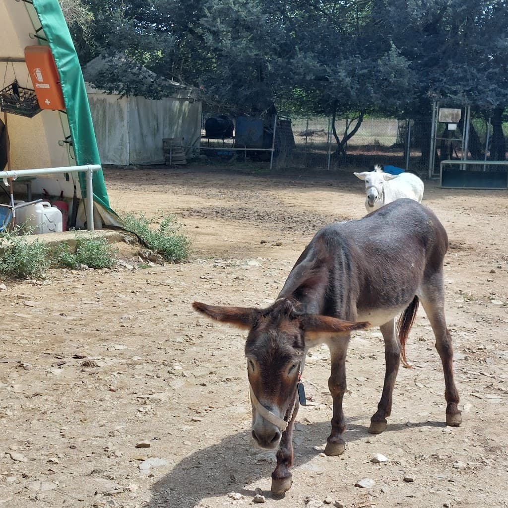 Corfu Donkey Rescue