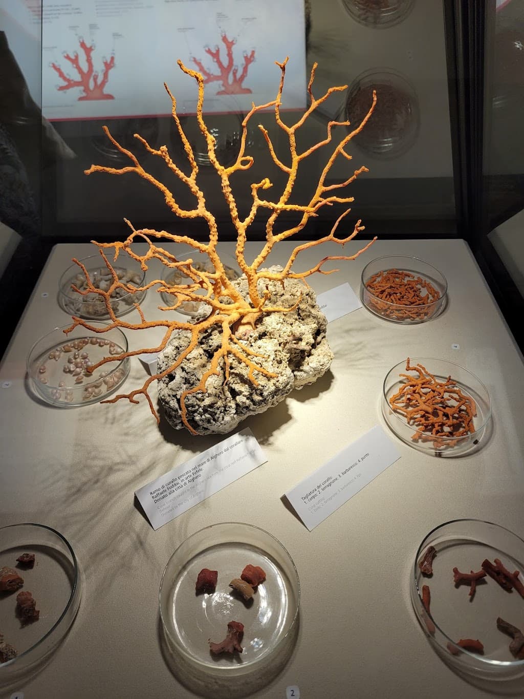 Museo del Corallo