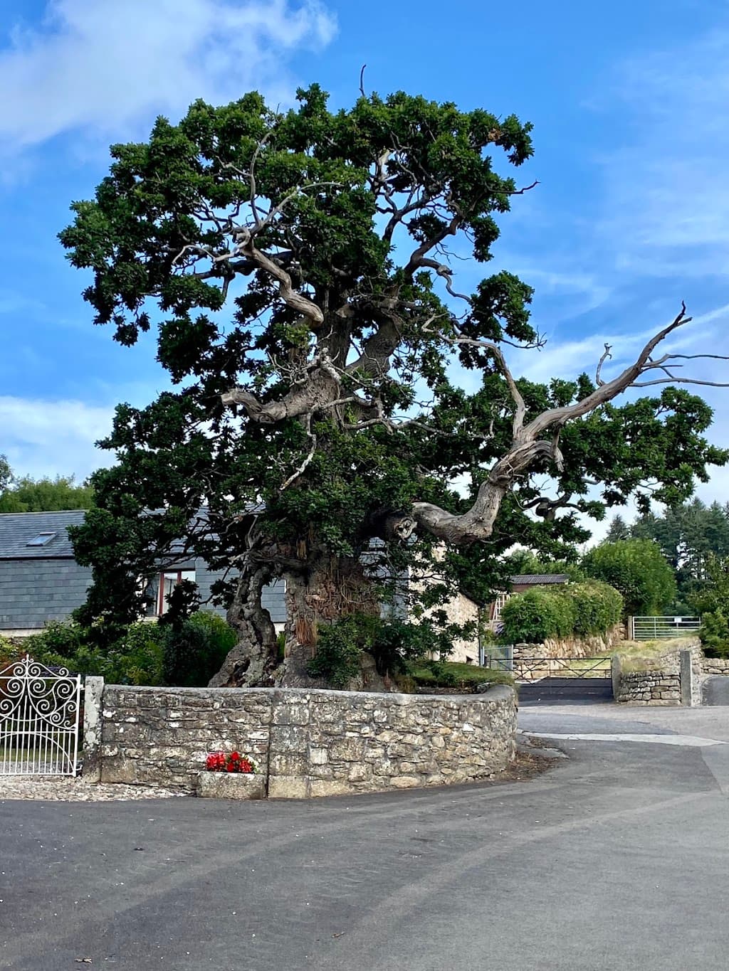 Darley Oak