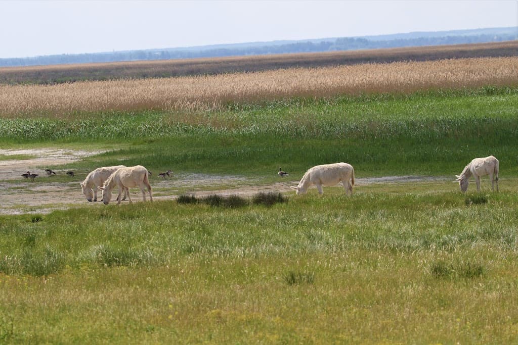 Weiße Esel, Sandeck