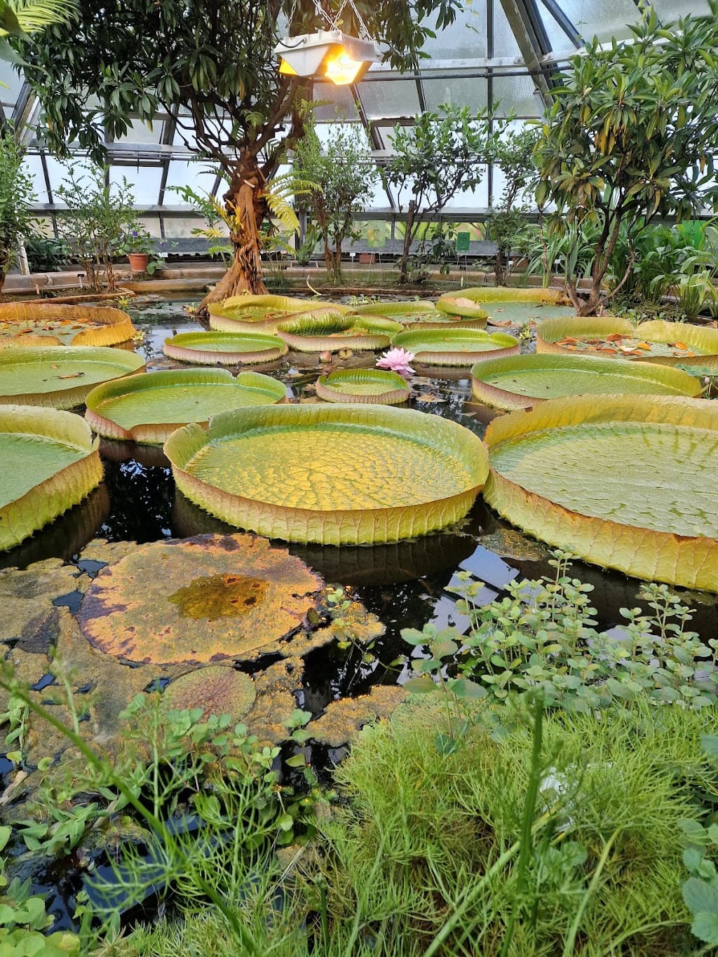 Botanischer Garten Halle