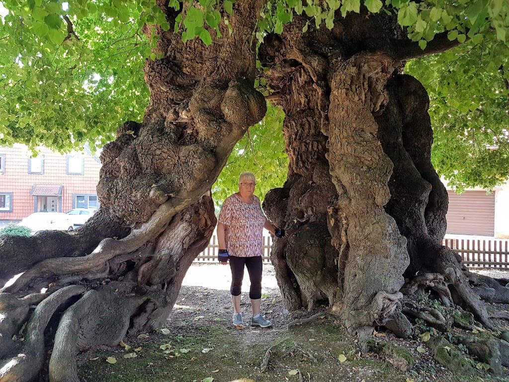 1000-jährige Linde