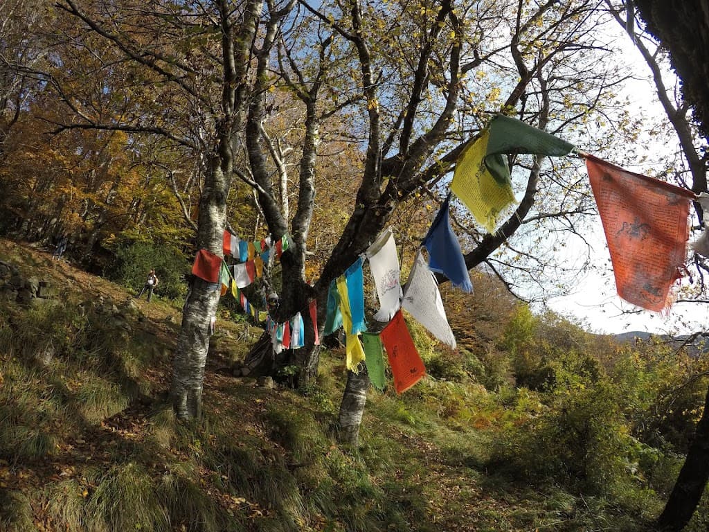 Albero con gli Occhi
