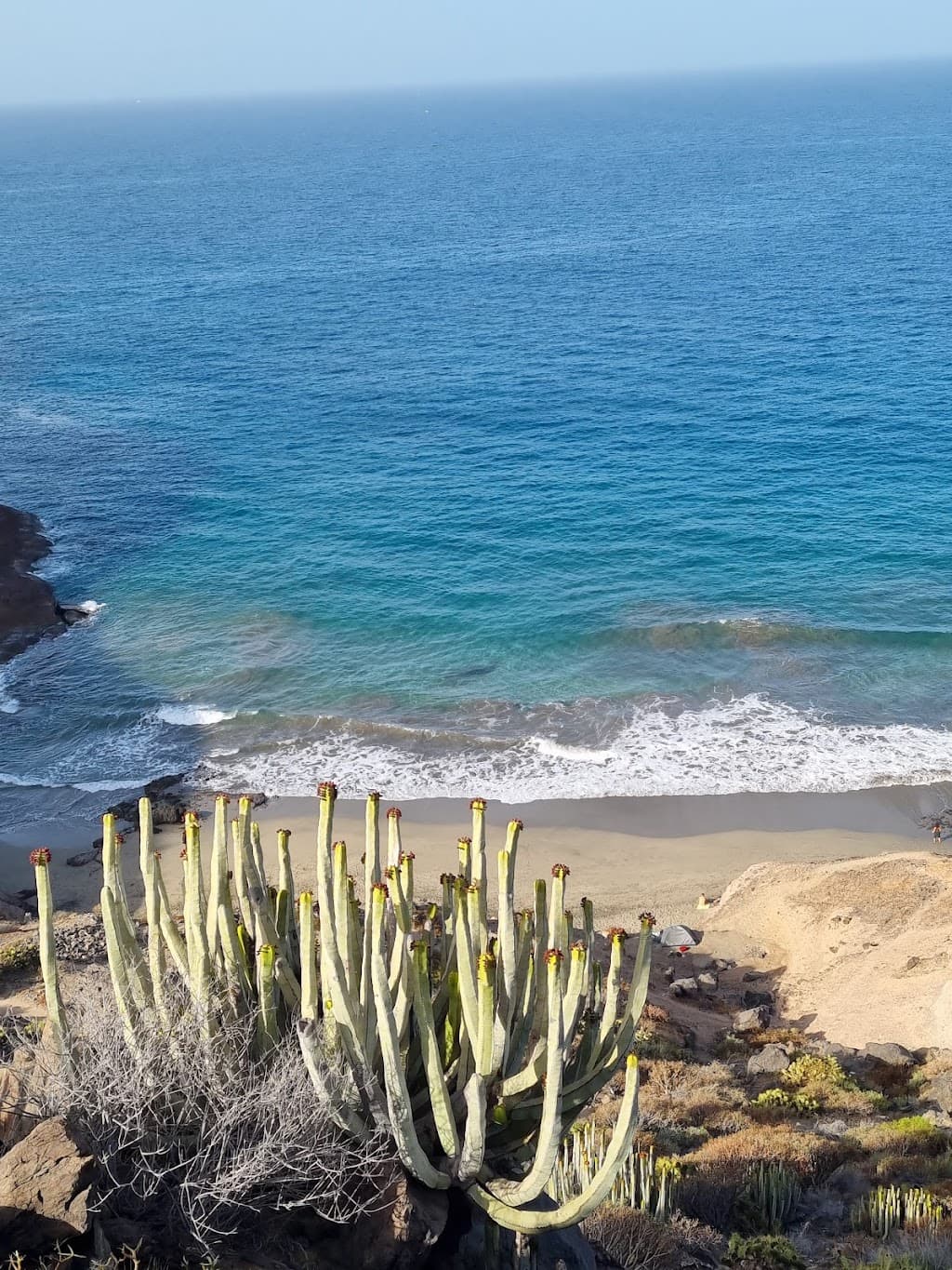 Caleta Palms