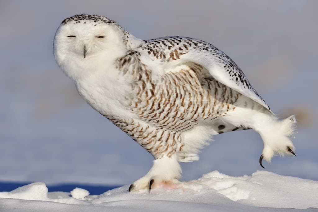 Falconeria Locarno