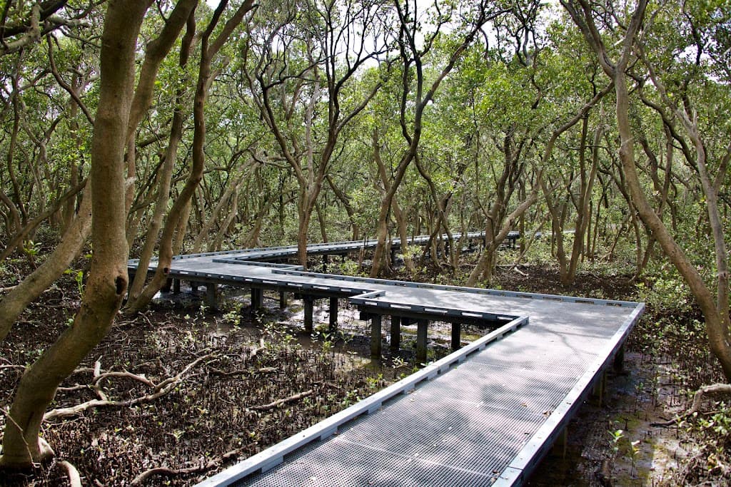 Badu Mangroves