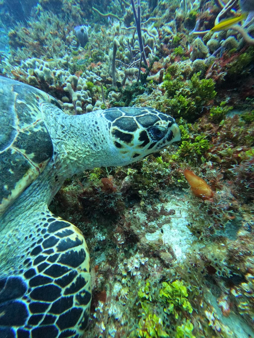 Taucher- und Schnorchelausrüstungsshop 'Blue Project Cozumel'