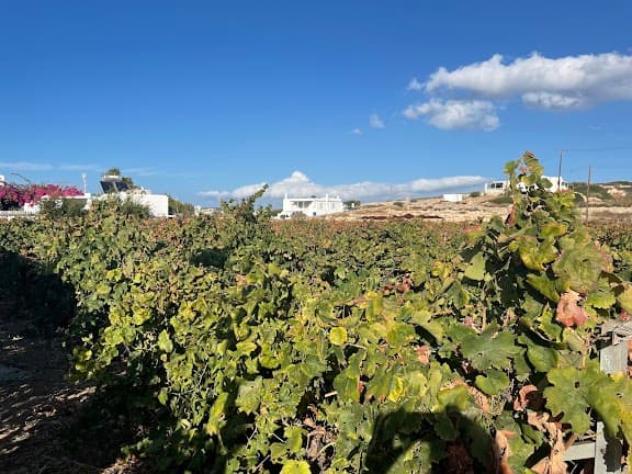 Weingut Moraitis