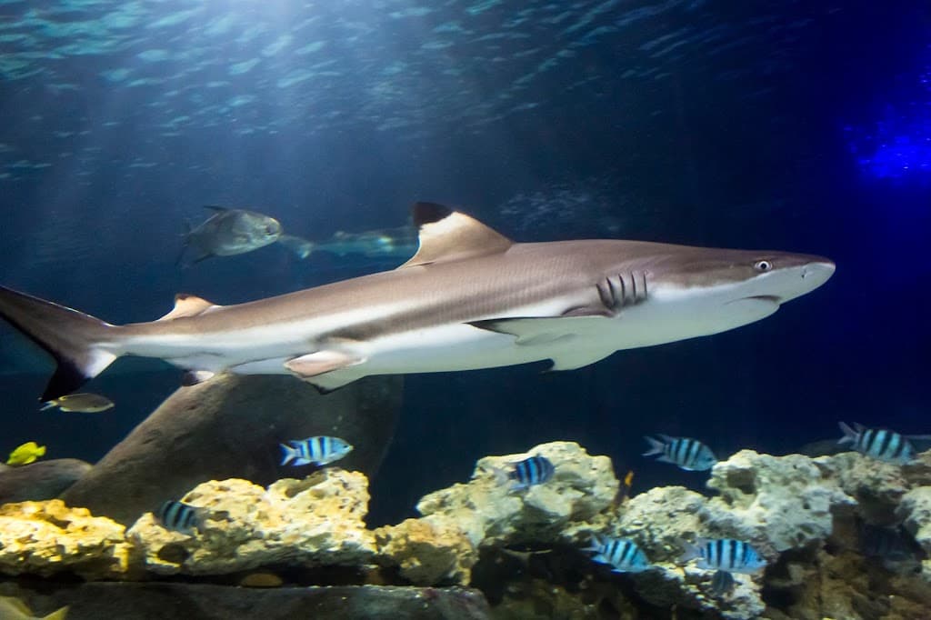 SEA LIFE Timmendorfer Strand