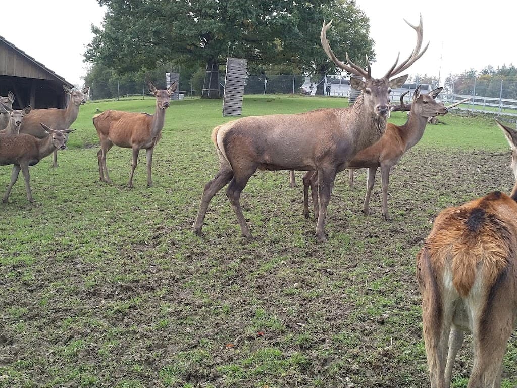Wildpark Peter und Paul