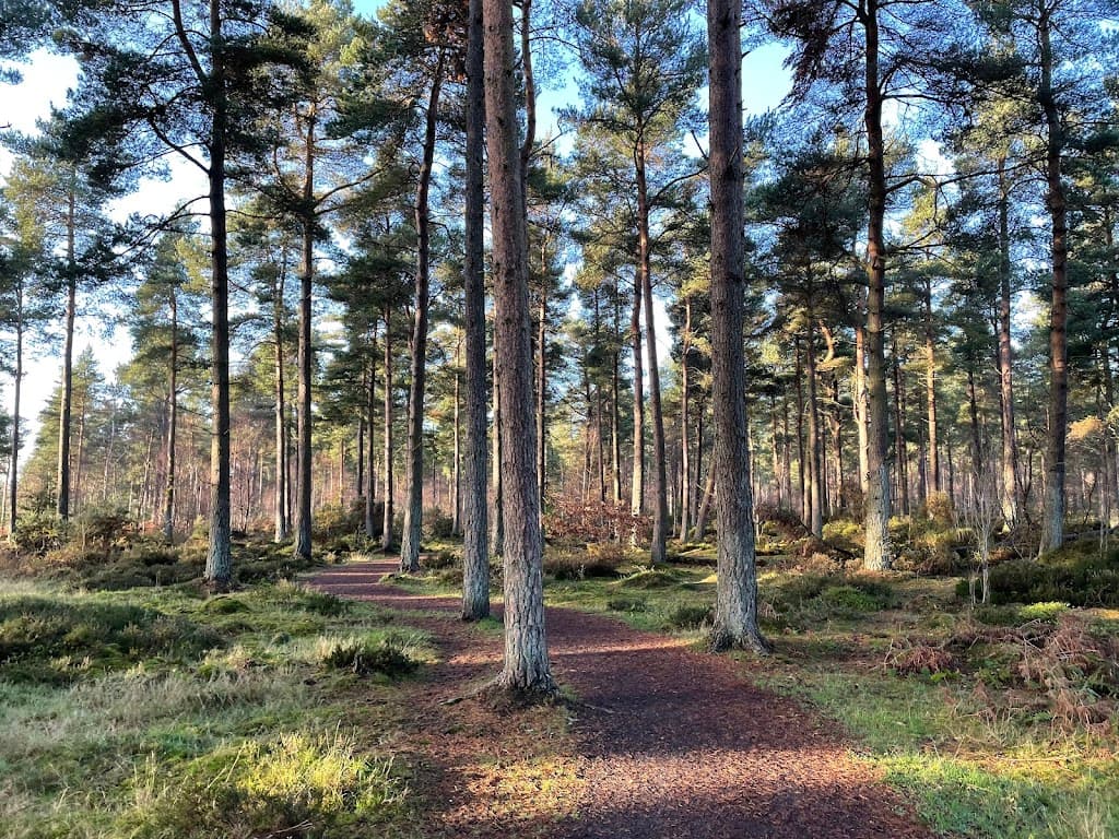 Devilla Forest