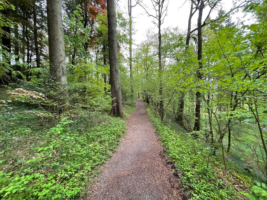 Grizedale Forest