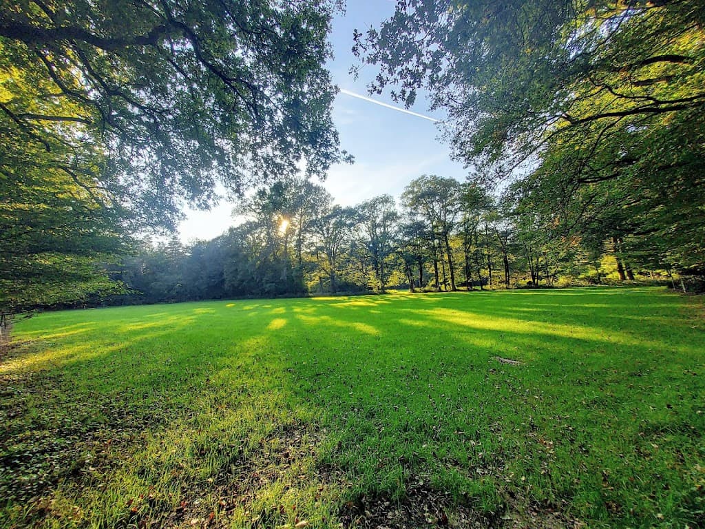 Bentheimer Wald