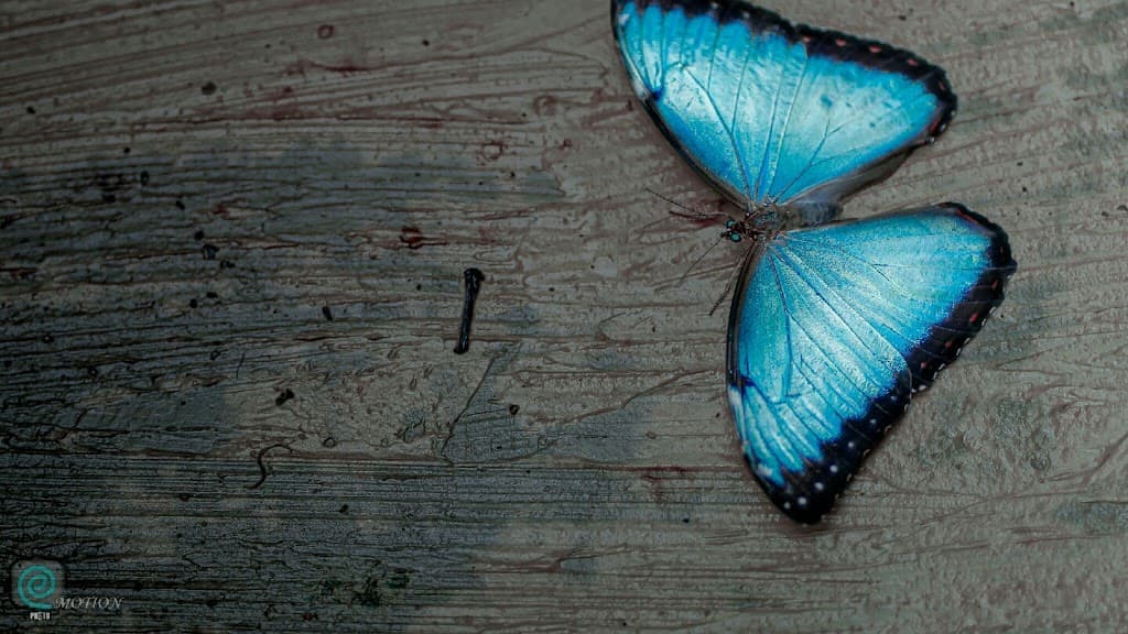 Mariposario La Casa de la Morpho Azul