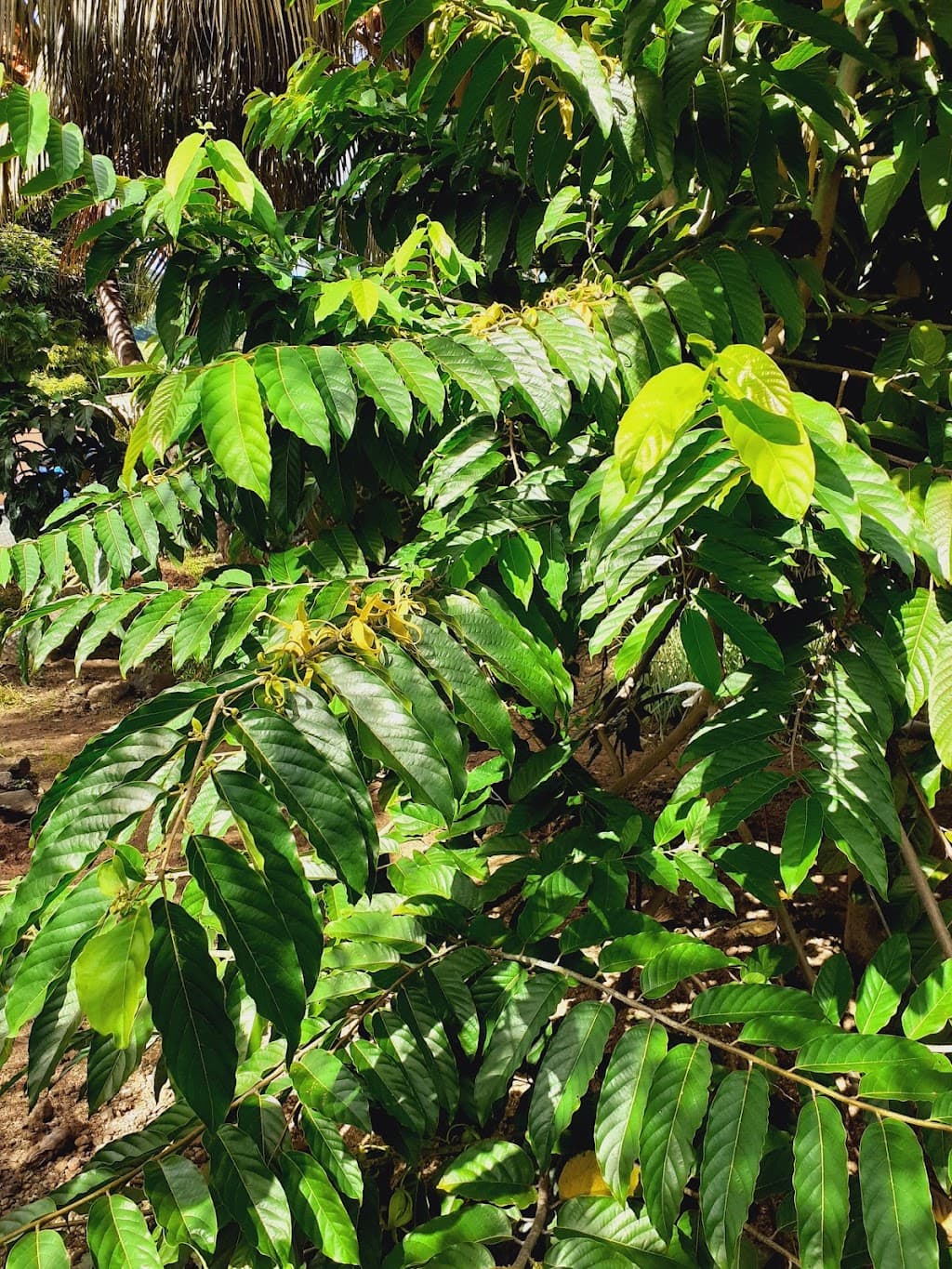 Distillerie Ylang Ylang