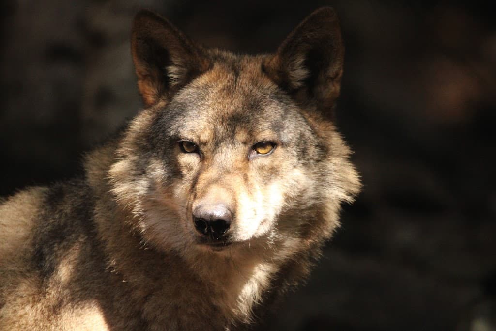 Wolfspark
