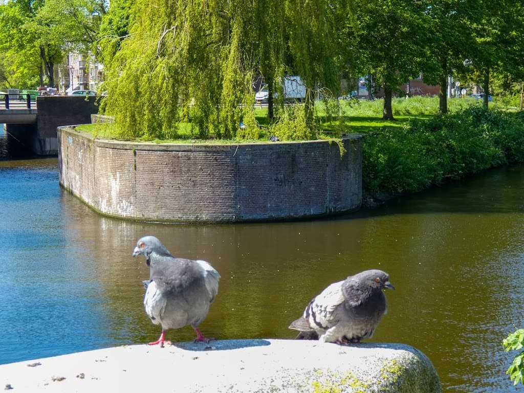 Rycker-Brücke