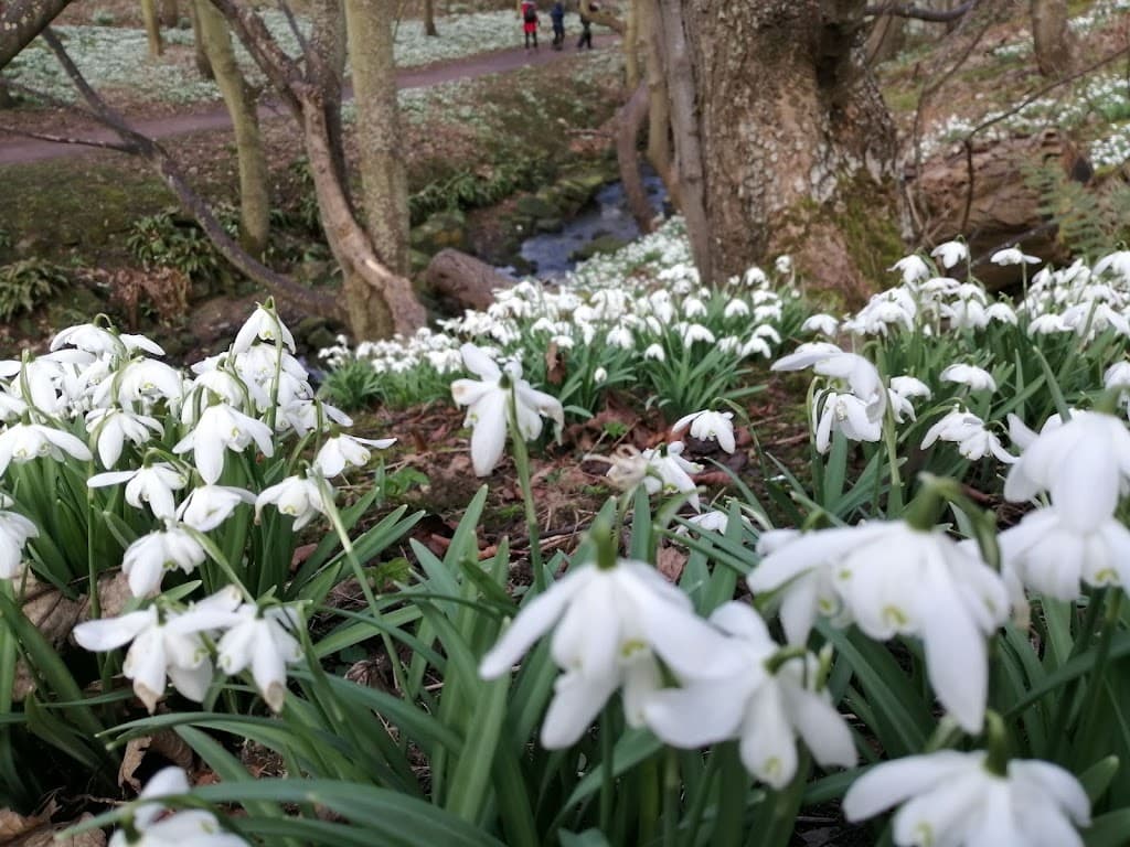 Cambo Gardens Schneeglöckchen
