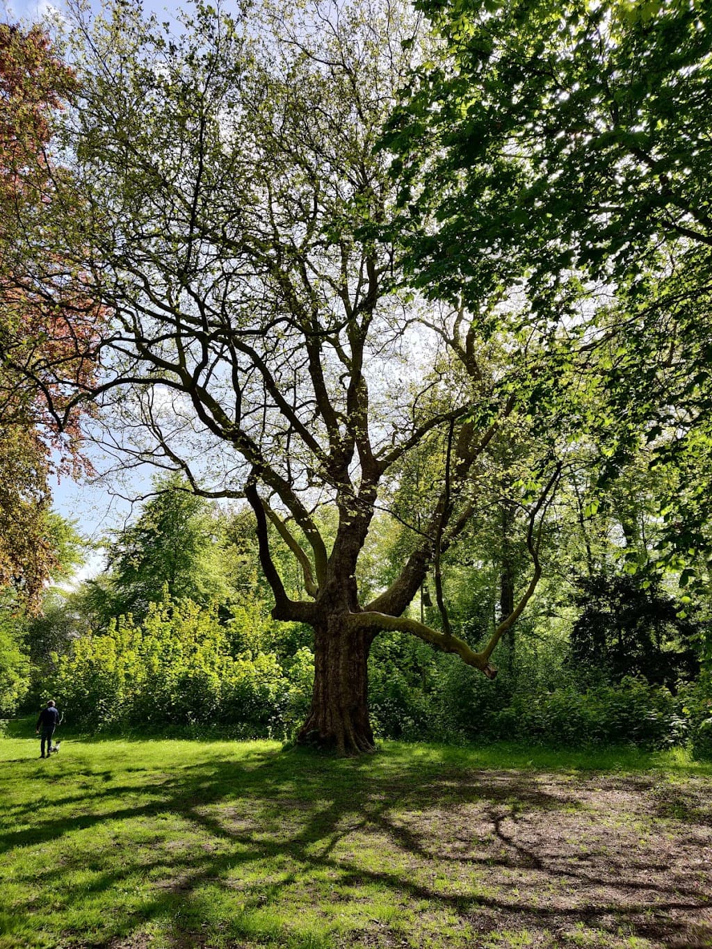 Alkmaarderhout