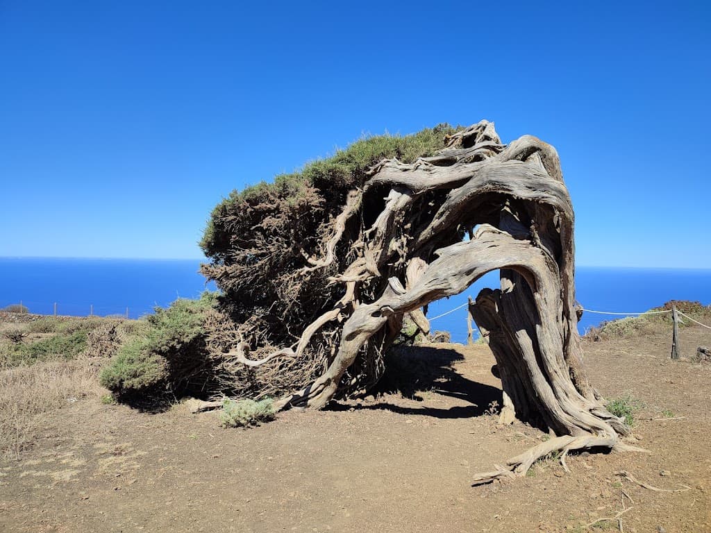 El Hierro Sabinar