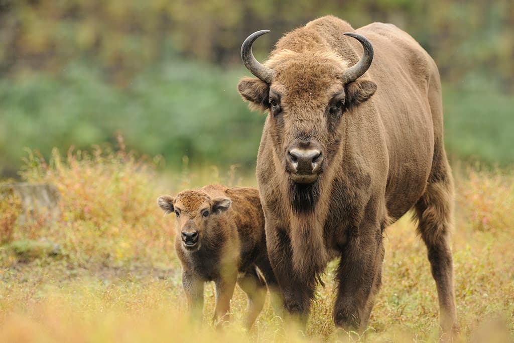 Wildpark Poing