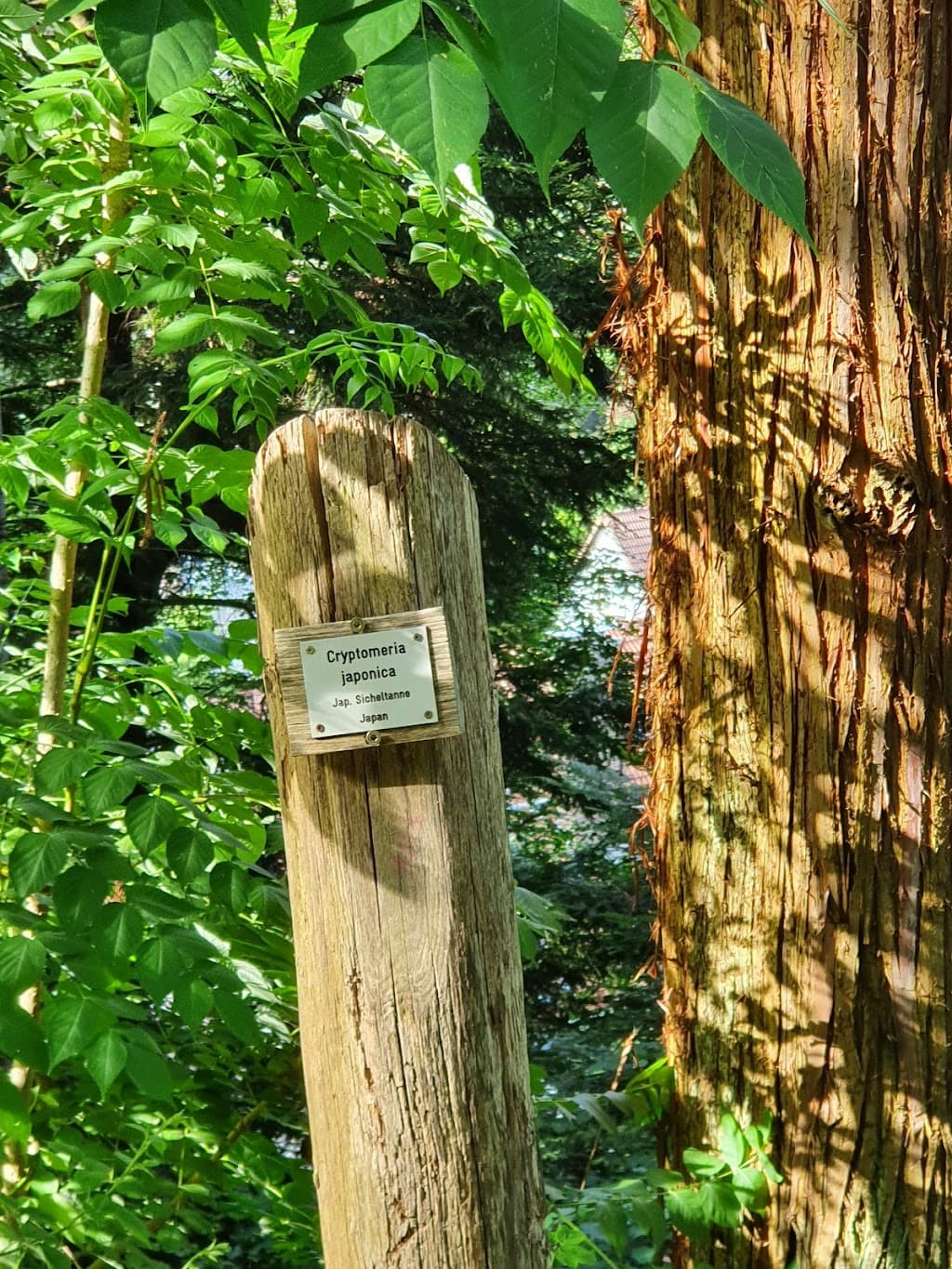 Arboretum Freiburg-Günterstal