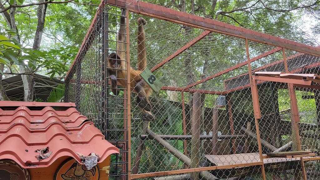 Protecting Costa Rican Wildlife Geschäft