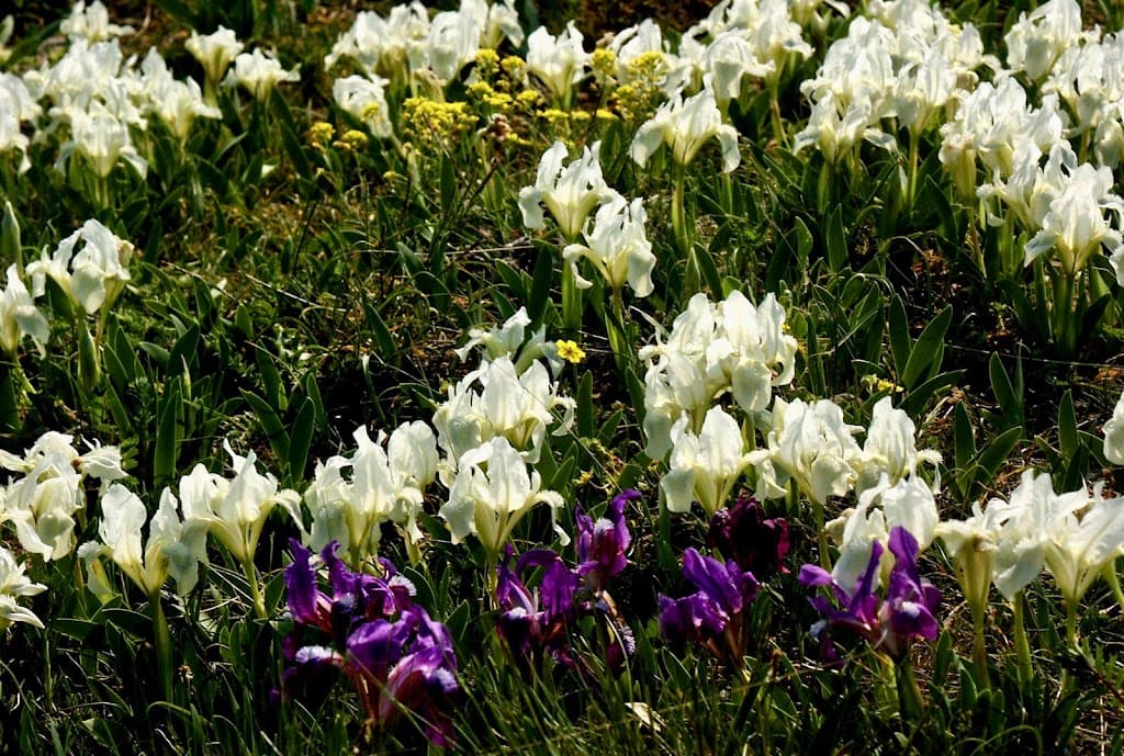 Naturschutzgebiet Thenau
