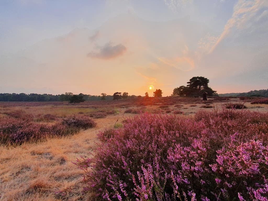 Westruper Heide