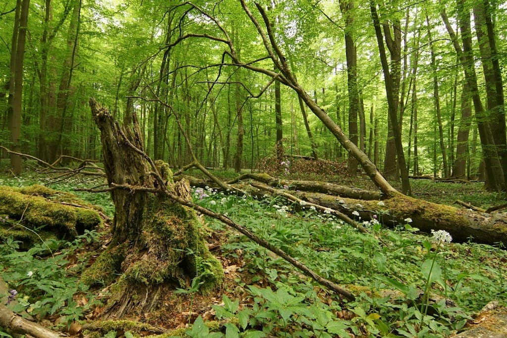 Nationalpark Hainich