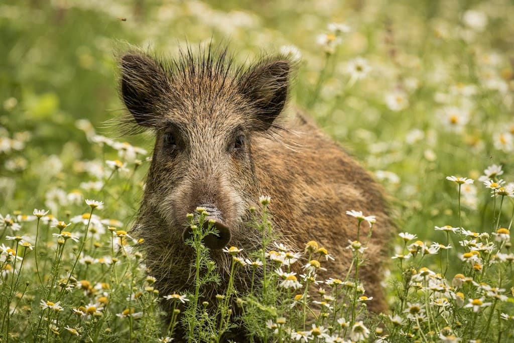 Stadtgebiet Schweine