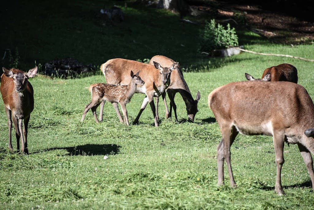 Tierpark Heidenheim
