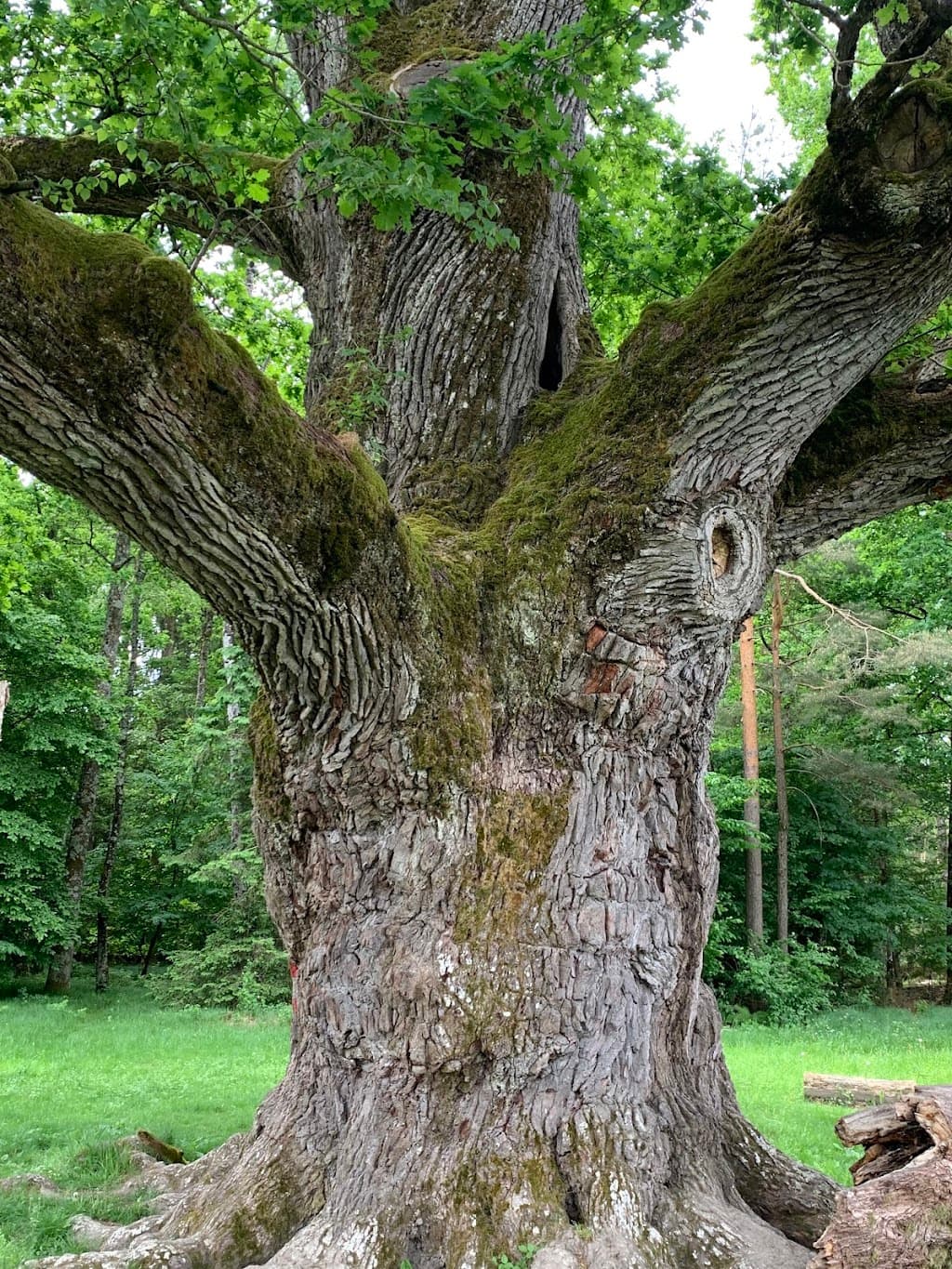 Älteste Eiche in Erlengrund