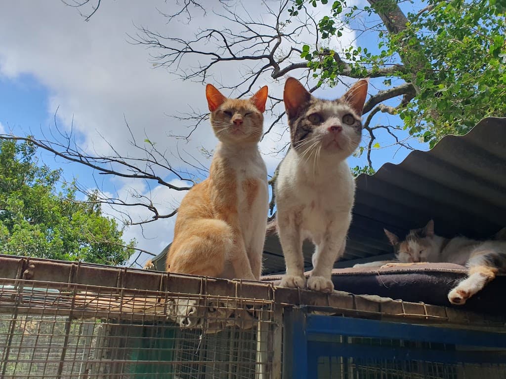 PAWS Tierschutzorganisation