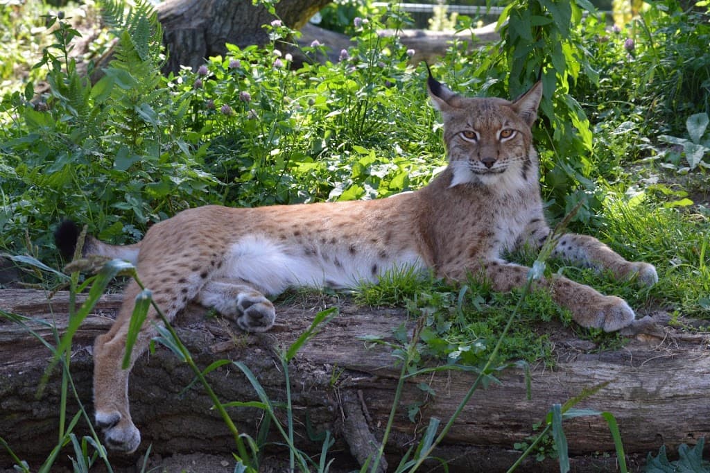Dessauer Tierpark