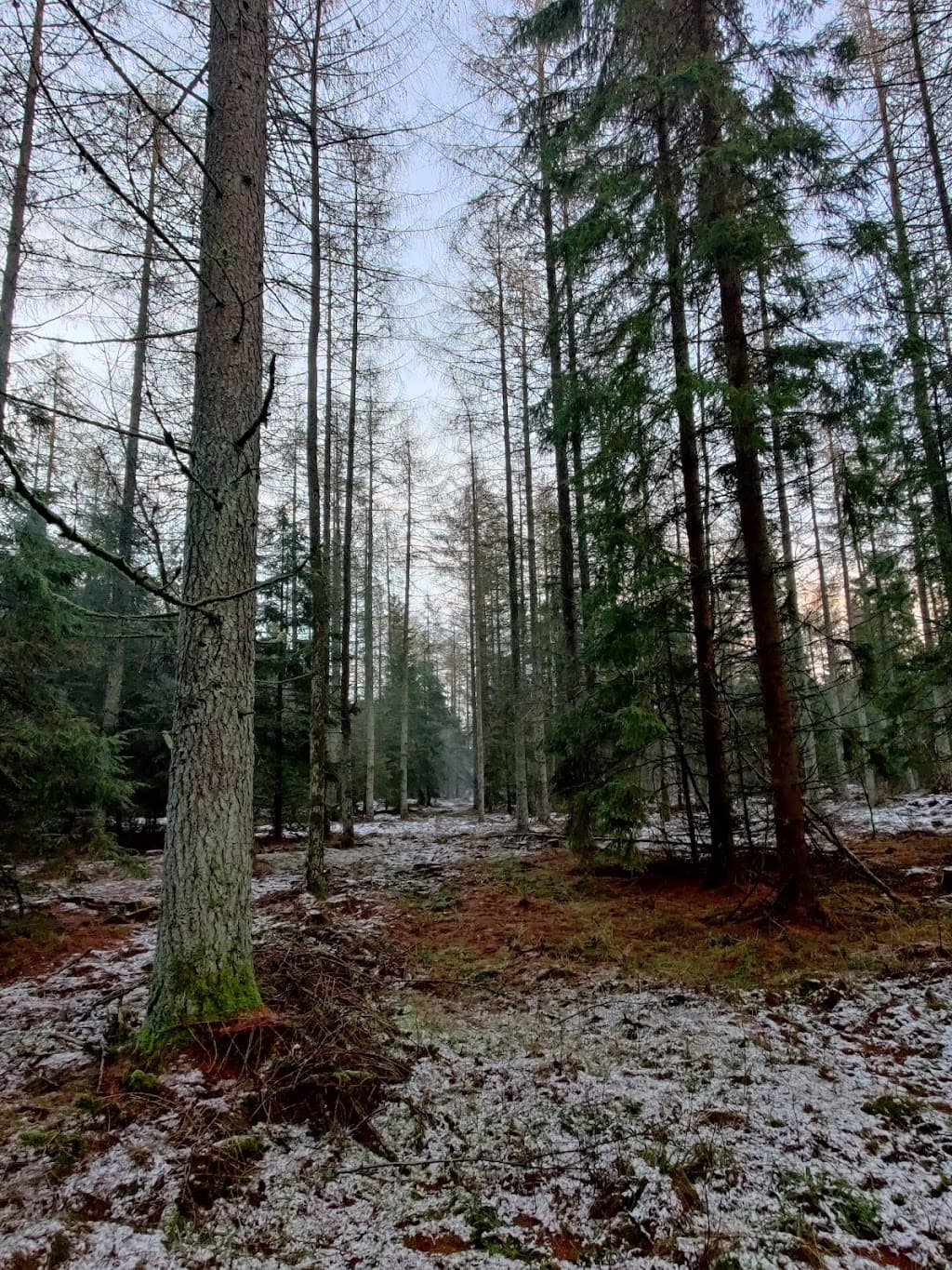 Viborg Plantage
