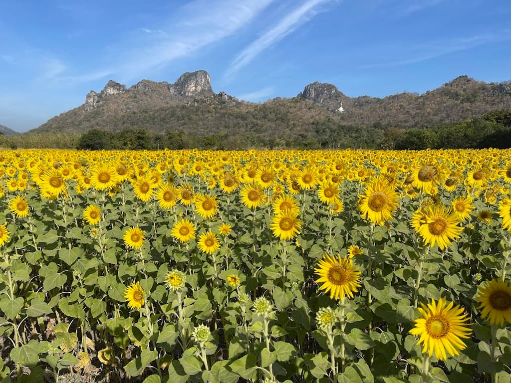 Sonnenblumenfelder bei Zobnica