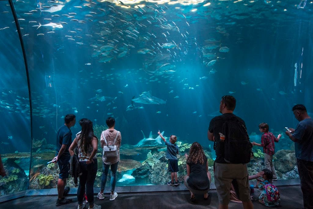 Shedd Aquarium